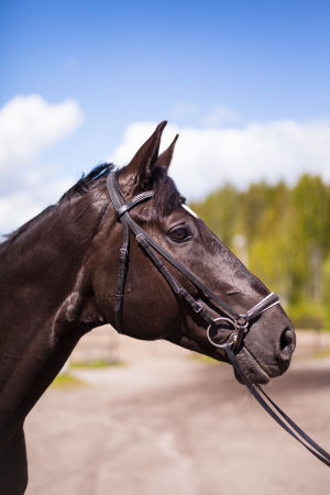 Ystäväni hevonen