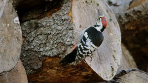 valkoselkätikka koiras puupinolla