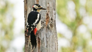käpytikka sähkötolpassa
