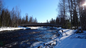 pärjänjoki virtaa keväällä