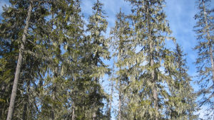 metsä paljastuu lumen alta