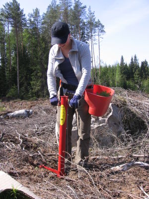 Ifall du avverkar din skog måste du också plantera ut nya plantor. Nina Jungell som planterar skog.