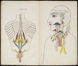 Anatomisia piirustuksia Mansurin anatomia -kirjassa (Tashrih-I Mansuri). View of anatomical drawings. Illustration on the right shows toso, while the illustration on the left focuses on the head and neck. From Mansur’s Anatomy, also known as Tashrih-I Mansuri, a treatise on the five “systems” of the body: bones, nerves, muscle