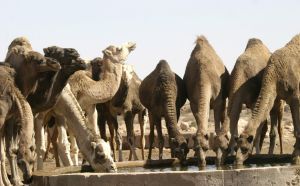 Kameler dricker vatten i Sahara.