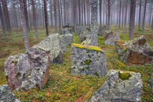 Pansarhinder i skogen vid Harparskoglinjen.