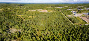 Skog i Horsbäck