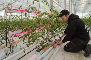 Det är bara ett fåtal plantor som är med i Jonathans test med ledlampor. Jonathan Nordberg tittar på tomatplantor som finns bredvid röda och blåa ledlampor.