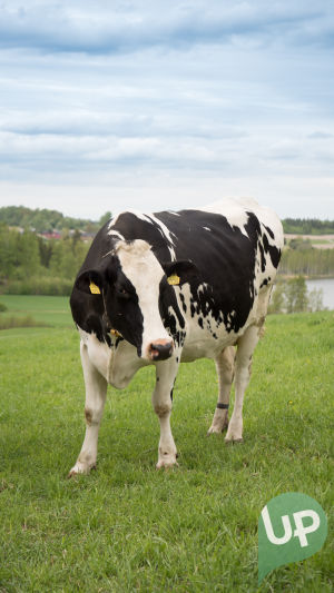 Kuvassa lehmä UP:n nettisarjan kuvauksissa.