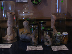 Konserverade fallosar utställda på Islands fallologimuseum. Konserverade fallosar utställda på Islands fallologimuseum.