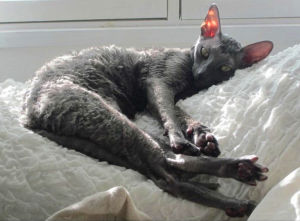 Cornish rex -rotuinen Pessi on ihannekissa mustiin pukeutuvalle omistajalleen, sillä sen turkista irtoaa vain vähän tummaa nöyhtää. Cornish rex -rotuinen kissa