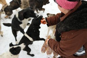 Tiina Nöjds hundar härstammar från Adina Olearus privata hundgård i Vulcana i Rumänien. 