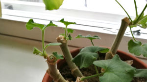 Pelargonian uudet oksat leikkauksen jälkeen