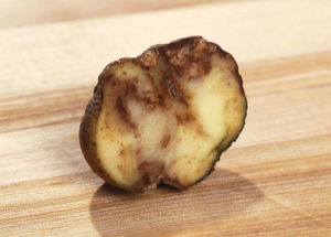 Perunaruton syömä peruna