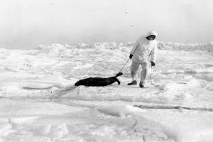 Majakkamestari Ragnar Eriksson palaamassa saaliinsa kanssa majakalle. Kuva on vuodelta 1964. Mustavalkoinen kuva: Valkoisiin pukeutunut mies raahaa kuollutta hyljettä jäällä.