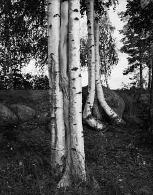 Väisälänsaari, Suomi, 1998. Kuvassa koivun runkoja ja jalka.