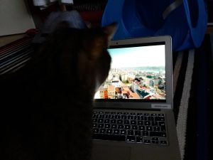 Zetor-kissa katsoo dokumenttielokuvaa Istanbulin kissat.