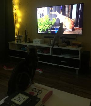Eeden ja Martha-kissat katsovat dokumenttielokuvaa Istanbulin kissat.