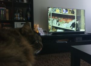 Rufus-kissa katsoo dokumenttielokuvaa Istanbulin kissat.