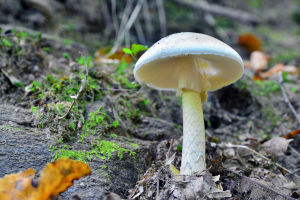 Amanita phalloides, lömsk flugsvamp.