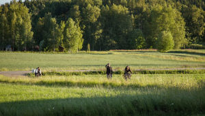 Vehreää peltoa kesäillassa, kaukana ihmishahmoja pyöräilemässä tai kävelemässä kohti kameraa.