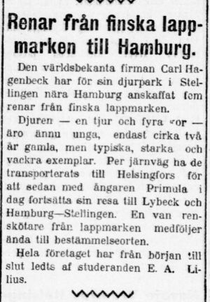 Notis i Hufvudstadsbladet 9.10.1909. Under 1909-10 försåg den driftige unge affärsmannen Aleko Lilius Hagenbeck med renar och samefamiljer från finska Lappland. Notis i Hufvudstadsbladet 9.10.1909 om renar från lappland på väg till Hamburg för utställning.