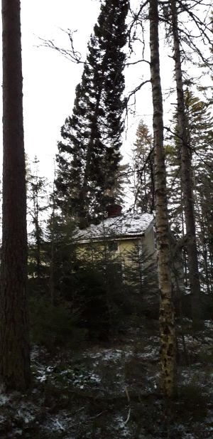 Granen som fallit på Nelins villa är ett par gånger längre än huset är högt. En gran som är ett på gånger längre än villan är hög har fallit mot villans tak.