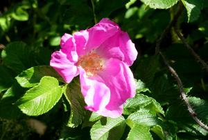 En vresrosblomma med rosa kronblad och en gul mitt.