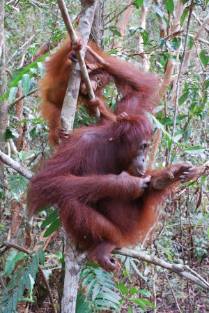 Flera tusen orangutanger lever i nationalparken Tanjung Puting vid Borneos sydkust. Nationalparken omges nu av skogsbränder Två orangutanger håller sig uppe i ett träd i tätbevuxen skog.