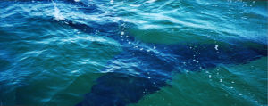 Valaan pyrstö näkyy turkoosin meren pinnan alla