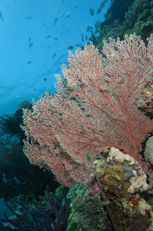 Värikäs korallikasvusto ja kaloja uimassa ympärillä.