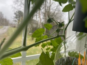  Tomaatin taimet ikkunoissa, Karperö, Malin Söderman