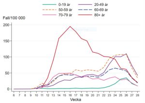 Incidens av bekräftade fall per vecka och åldersgrupp (fall per 100 000 invånare) i Sverige i år. Kurvor som visar sjunkande coronaincidens i alla åldersgrupper de senaste veckorna i Sverige.
