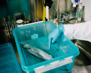 Kala on formaliinin peittämänä sinisessä muovirasiassa. Tutkijan sormi osoittaa kalaa.