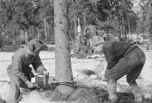 Metsurit kaatamassa puuta. Kuva vuodelta 1946. Mustavalkoinen kuva metsätyöntekijöistä.