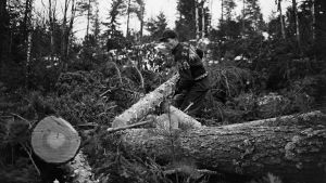 Valokuva on osa Metsämuseo Luston Miehen työ -näyttelyä. Mustavalkoinen kuva metsätyöntekijästä.
