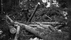 Mustavalkoinen kuva metsästä.