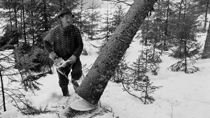 Valokuva on osa Metsämuseo Luston Miehen työ -näyttelyä. Mustavalkoinen kuva metsästä.