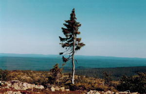 Old Tjikko, 9 500 år, var medelålders redan när pyramiderna byggdes. Världens äldsta kända träd, Old Tjikko.
