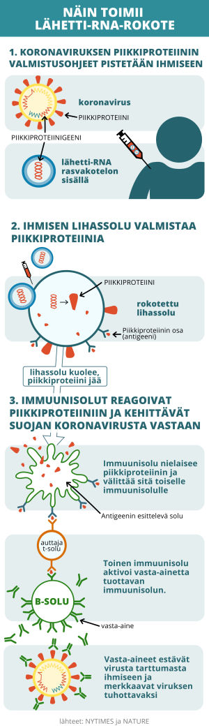 Lähetti-RNA-rokotteen toiminta koronavirusta vastaan.