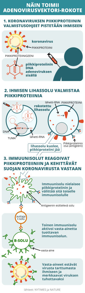 Adenovirusvektorirokotteen (mm. Astra Zenecan ja Johnson & Johnsonin koronarokote) toiminta.