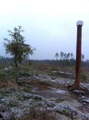 Sumuinen, syksyinen näkymä kallioiseen vesaikkoa kasvavaan hakkuuaukeaan.