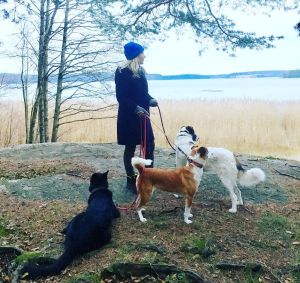 Elisa Aaltola rantakalliolla kävelyllä koirien kanssa.