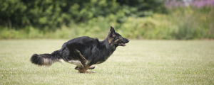 Innan du skaffar en hund är det bra att fundera på hur aktiv hund du vill ha. Schäfer springer på gräsmatta.