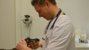 Thomas Björkenheim, ansvarig veterinär vid Helsingfors universitets smådjursklinik. Veterinär vid Helsingfors universitets djursjukhus i Vik i Helsingfors