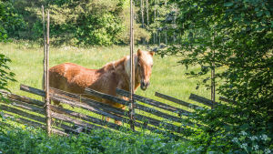 Så här ser finnhästar ofta ut i dag. Den här krabaten tillbringade sommaren 2019 i en hage vid Maren i Borgå. Finsk häst i hage