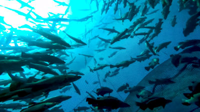 En nätkasse full av fisk fotad nerifrån.