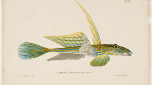 Wilhelm von Wright: Sjökock, hanne (1836-1857) "Sjökock" av Wilhelm von Wright