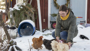 Sandra har nu vågat säga upp sig från sitt jobb och sysslar bland annat med att binda julkransar. En kvinna böjer sig ner och matar tre hönor. Det är vinter och snö på marken.