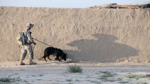Amerikansk soldat med bombhund på patrull i Kandahar år 2011, då kriget var nästan tio år gammalt. Amerikansk soldat med bombhund på patrull i Kandahar år 2011, då kriget var nästan tio år gammalt.