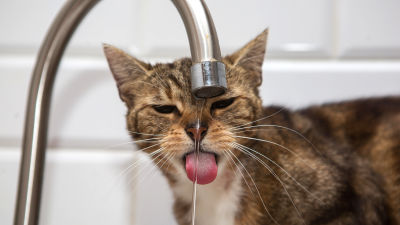 En katt som dricker vatten ur en kran. Ser lite arg och uttråkad ut.